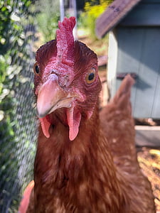 selective focus photography of brown chicken thumbnail