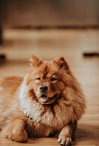 adult brown chow chow laying down on floor thumbnail