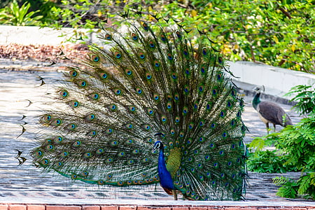 blue and green peafowl standing on concrete thumbnail