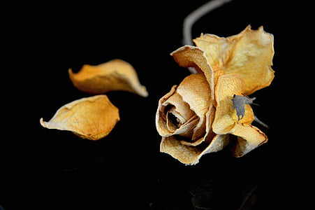 yellow rose isolated on black background thumbnail