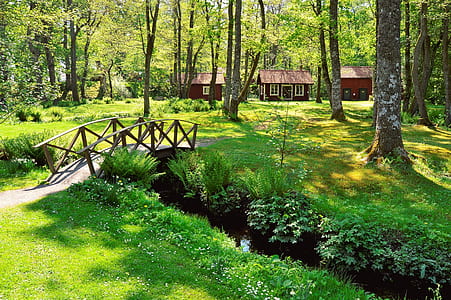 photography of bridge surrounded by tall trees at daytime thumbnail