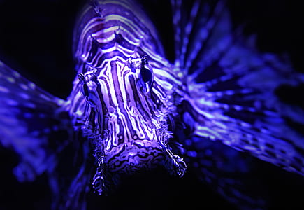 close-up photography of fish thumbnail