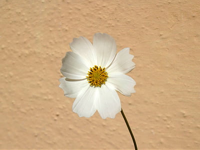 macro photography of white cosmos flower thumbnail