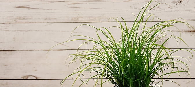 green leafed potted plant thumbnail