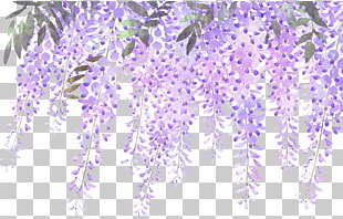 Lavender Flower Purple Wisteria, Painted lavender wisteria flowers, purple flowers PNG clipart