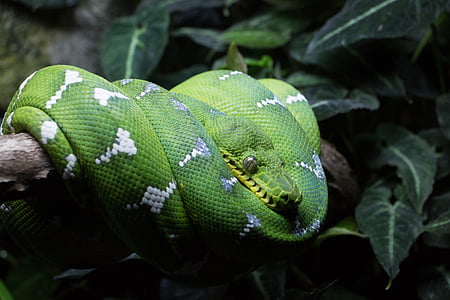 green and white snake on tree branch thumbnail