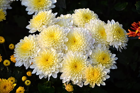yellow-and-white petaled flowers thumbnail