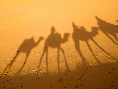 silhouette photo of camel on desert thumbnail