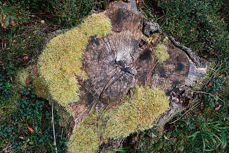 Tree stump thumbnail