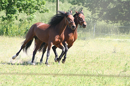 two brown horses on field thumbnail