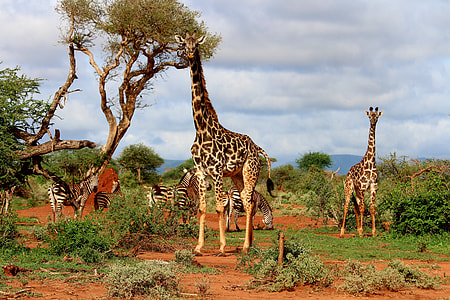 giraffes and zebras surrounded by bush under cloudy sky during daytime thumbnail