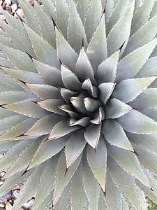 green plant leaves thumbnail