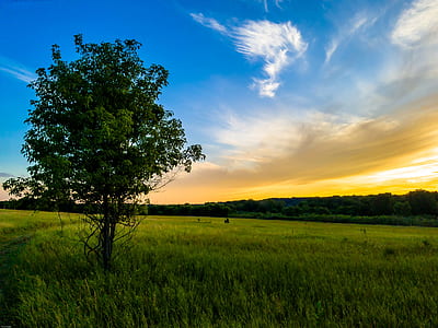 Green Tree Under Blue and White Sky thumbnail