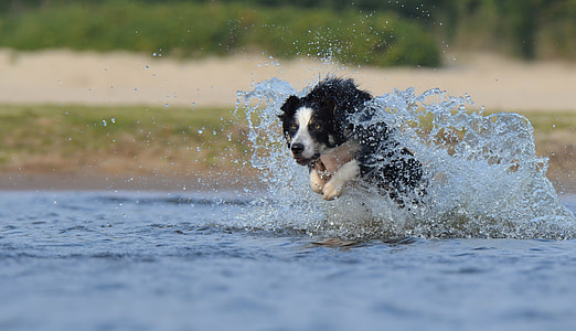 dog running on body of water during daytime thumbnail