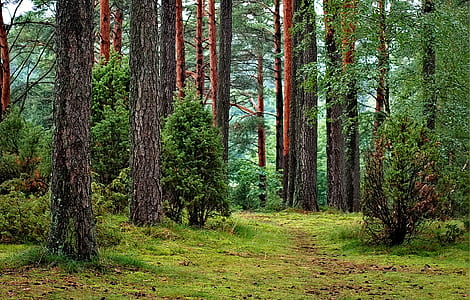 wood, dawn, landscape, nature thumbnail