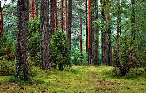 green leaf trees thumbnail