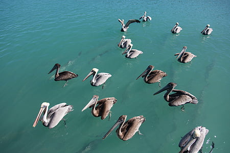 flock of pelicans wading in water thumbnail