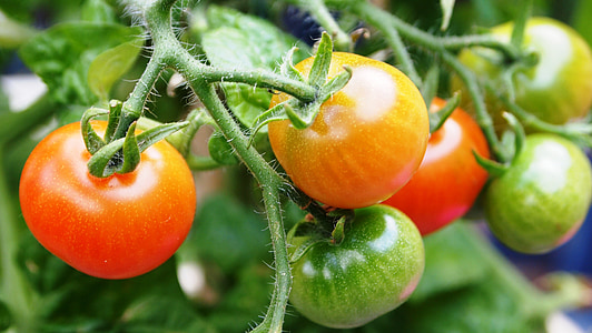 closeup of tomato plant thumbnail