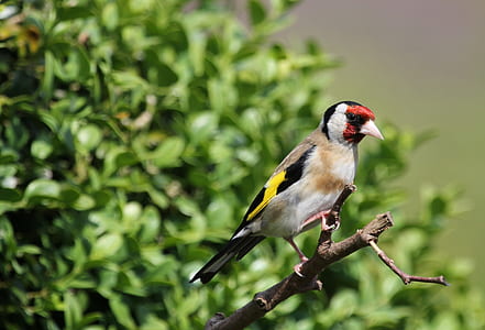 European goldfinch thumbnail