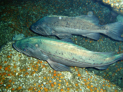Bocaccio rockfish - Sebastes paucispinis thumbnail