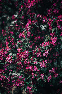Lovely pink flowers blooming from the tree branches thumbnail