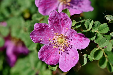selective focus photography of pink beach rose in bloom thumbnail