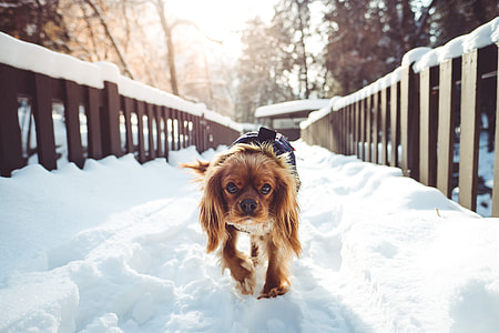 adult red cavalier King Charles spaniel thumbnail