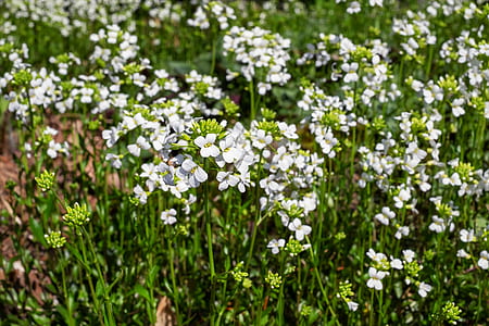 white petaled flowers blooming at daytime thumbnail