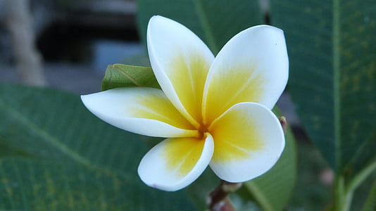 closeup photography of white and yellow Plumeria frangipani flower thumbnail
