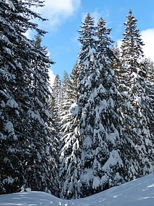 pine tree covered snow at daytime thumbnail