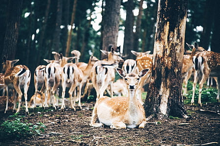deer beside tree thumbnail