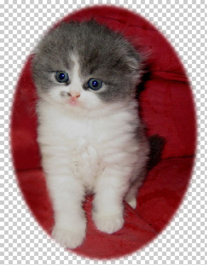 Kitten Scottish Fold Ragamuffin Cat British Semi Longhair Domestic