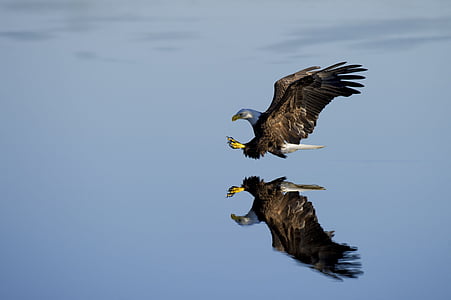 flying eagle near body of water thumbnail