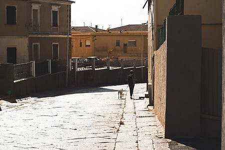 person walking with dog near building thumbnail