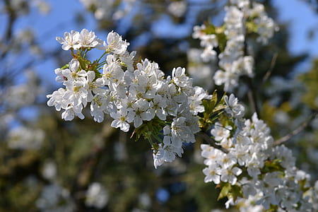 white cluster flowers selective-focus photography thumbnail