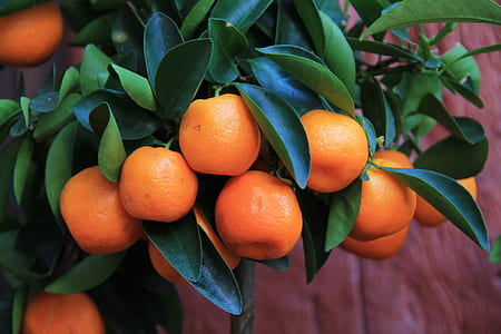 closeup view of kumquat tree thumbnail