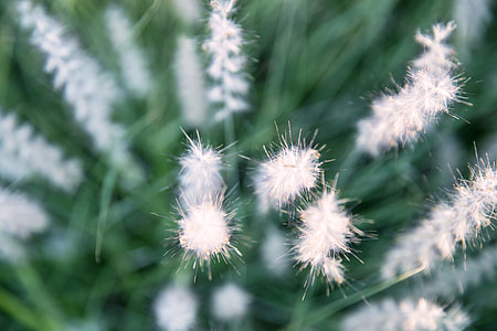 Grass flowers captured in a botanical garden in Paris, France thumbnail