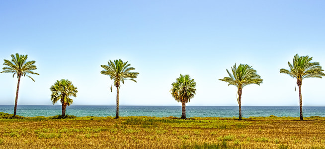 six green trees in front of beach thumbnail