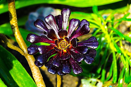 purple petaled flower thumbnail