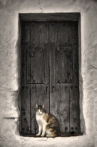 white, black, and orange cat sitting near door thumbnail