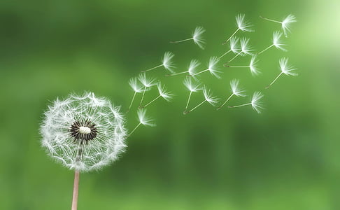 shallow focus photo of dandelions thumbnail