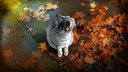 silver and black tabby cat with brown maple leaves thumbnail