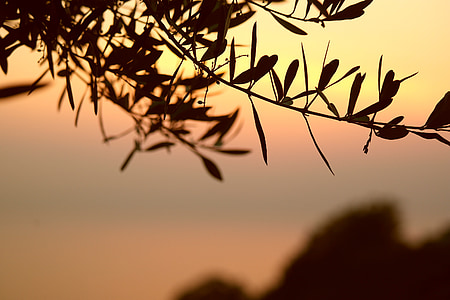 silhouette of leaves thumbnail
