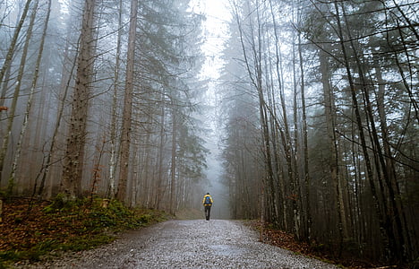 person walking on forest thumbnail