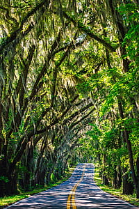 Road Passing Through Forest thumbnail