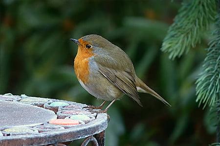 brown and gray bird on gray metal table thumbnail