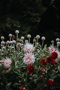 pink and red petaled flowers thumbnail