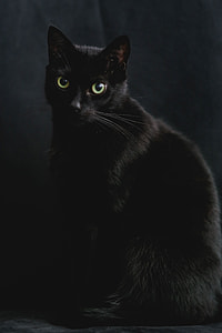 Portrait of black cat thumbnail