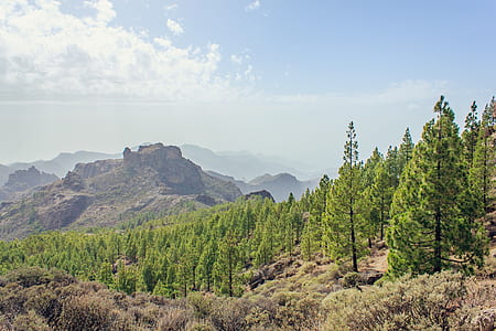 aerial photo of forest near rocky mountain thumbnail