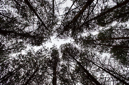 worm's eye view photography of tree on forest during daytime thumbnail